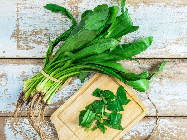 How to propagate store-bought cilantro?