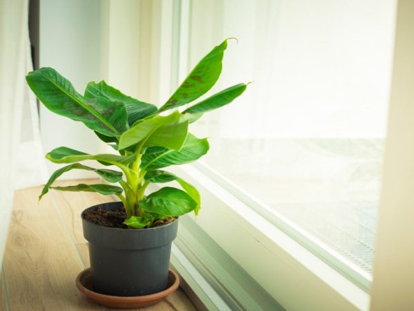 Is It OK To Keep Banana Plant At Home?
