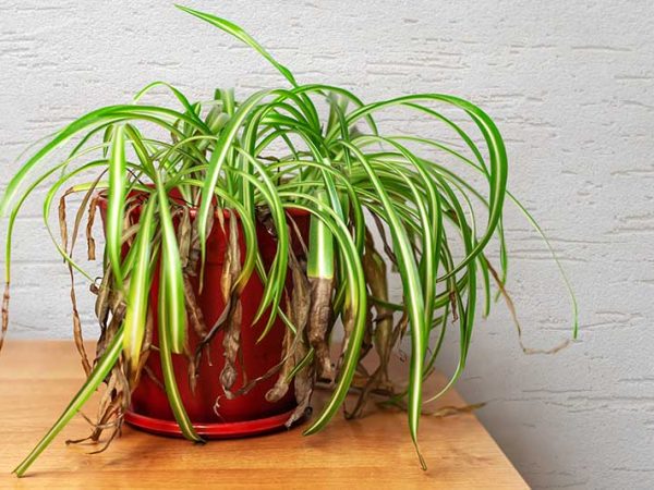 Why Is My Spider Plant Dying In Water?